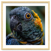 Close Up Of A Wet Macaw Parrot Head