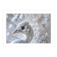 Close-up of a White Peacock (Print Only)