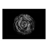 Backyard Flowers In Black And White No 72 with Border (Print Only) thumbnail