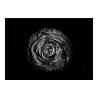 Backyard Flowers In Black And White No 72 with Border (Print Only)