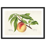 Royal Charles Steadman – Peach Twig (Prunus persica) (1918) thumbnail