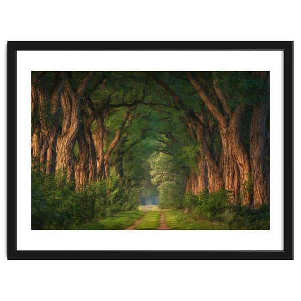Soft morning light