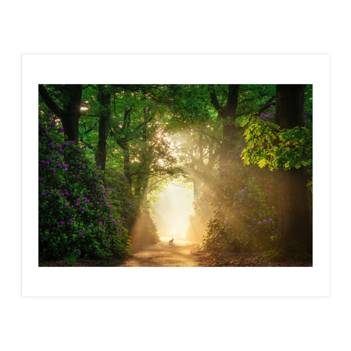 Hare in paradise (Print Only)