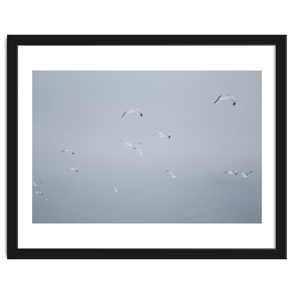 Flying seagulls in the winter sky