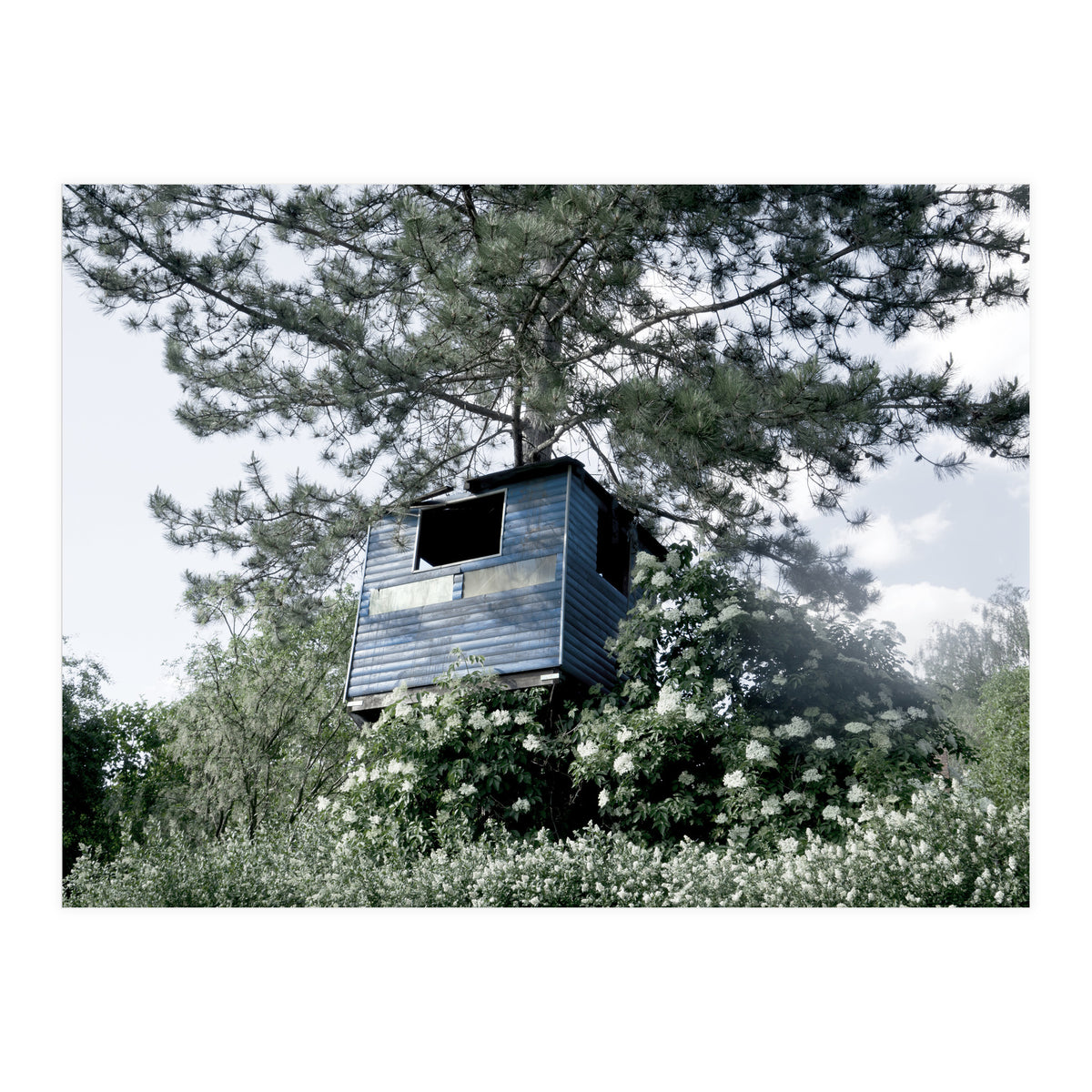 Blue hut on the tree (Print Only)