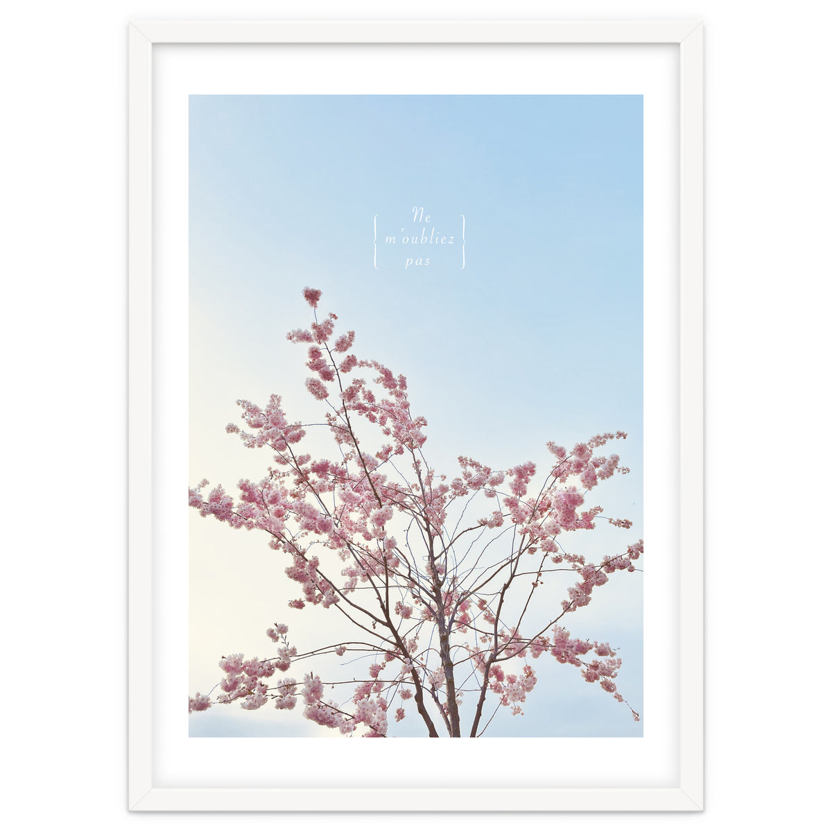 Sakura - cherry blossom