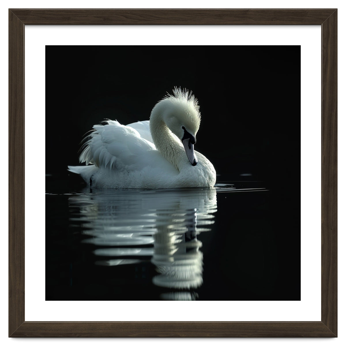 White Swan Gracefully Swimming In Dark Water