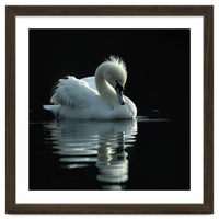 White Swan Gracefully Swimming In Dark Water