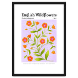 English Wildflowers | Scarlet Pimpernel thumbnail