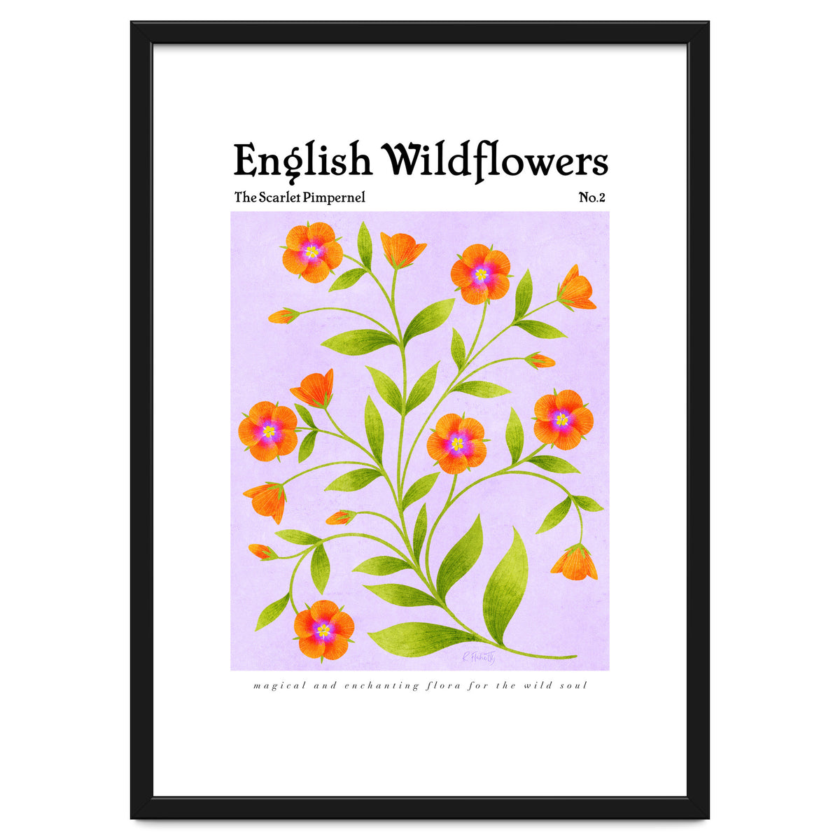 English Wildflowers | Scarlet Pimpernel