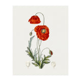 Red Poppy (Hand Drawn Illustration) (Print Only) thumbnail