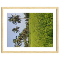 The Paddy Fields of Kerala, South India