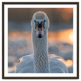 Close Up Portrait Of A Majestic Swan thumbnail