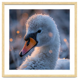Close Up Frosty Swan Head During Golden Hour thumbnail