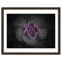 Backyard Flowers No 108 Color Version