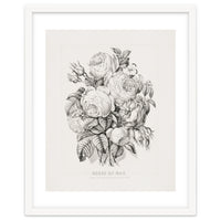 Currier & Ives – Rose of May (1870)