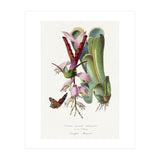 Paul Gervais – Hummingbird Painting (1842) (Print Only) thumbnail