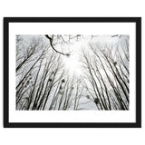 Bare trees in the winter sky thumbnail
