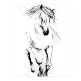 Runninh Ghorse In Water (Print Only) thumbnail