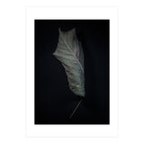 Leaves No 3 Color Version (Print Only) thumbnail