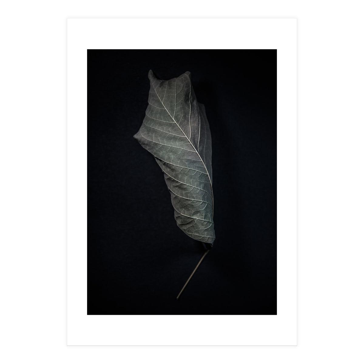 Leaves No 3 Color Version (Print Only)