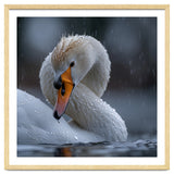 White Swan Bird With Water Droplets In Rain thumbnail