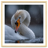 White Swan Bird With Water Droplets In Rain