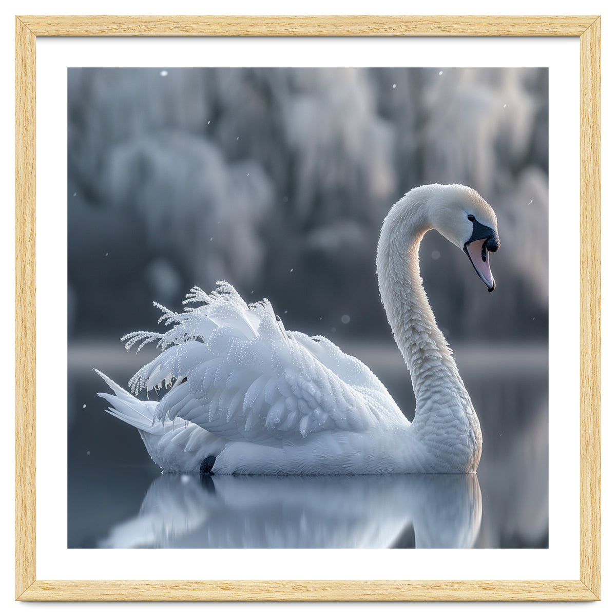 Majestic White Swan Gracefully Floating On Water