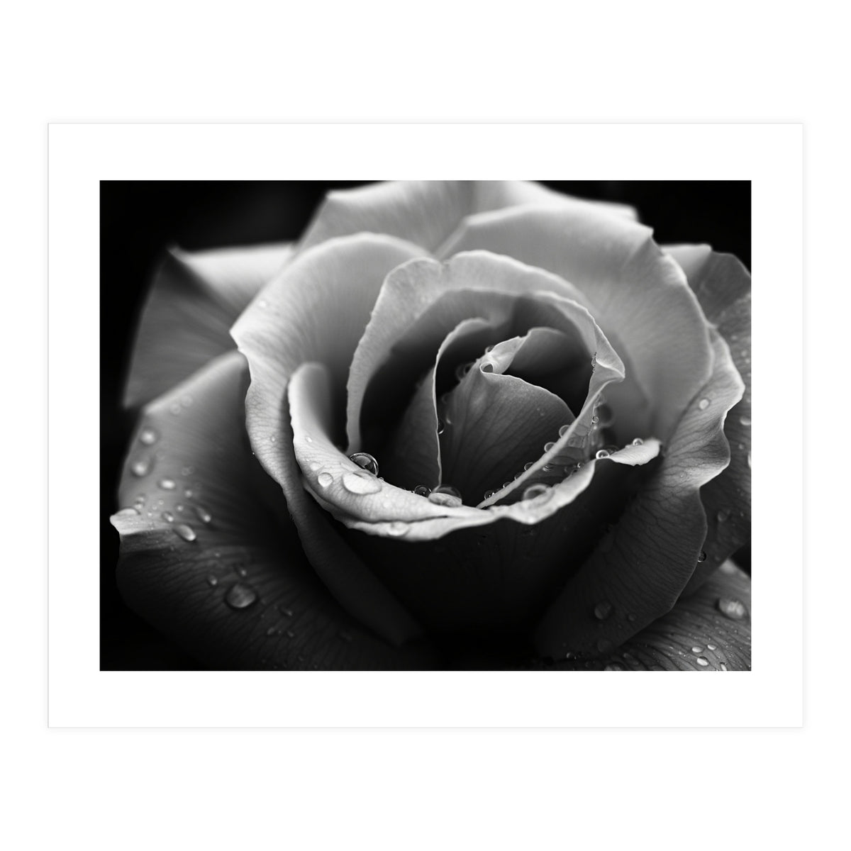Ethereal Monochromatic Rose Petal Macro (Print Only)