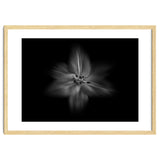 Backyard Flowers In Black And White No 28 Flow Version thumbnail
