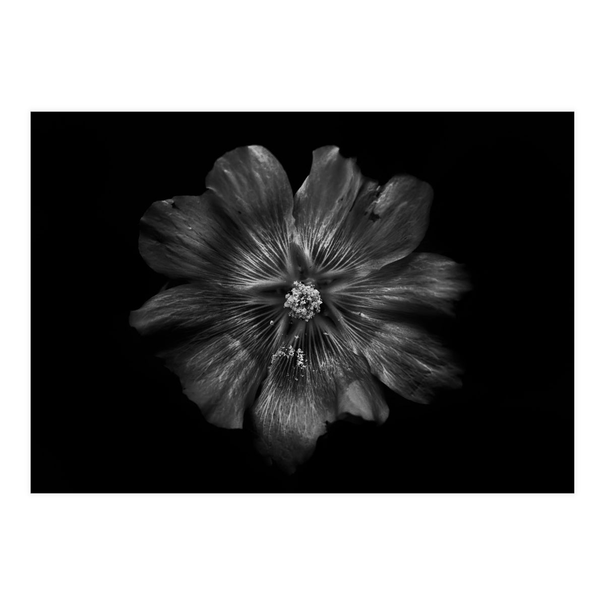 Backyard Flowers In Black And White 22 (Print Only)