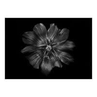 Backyard Flowers In Black And White 22 (Print Only)