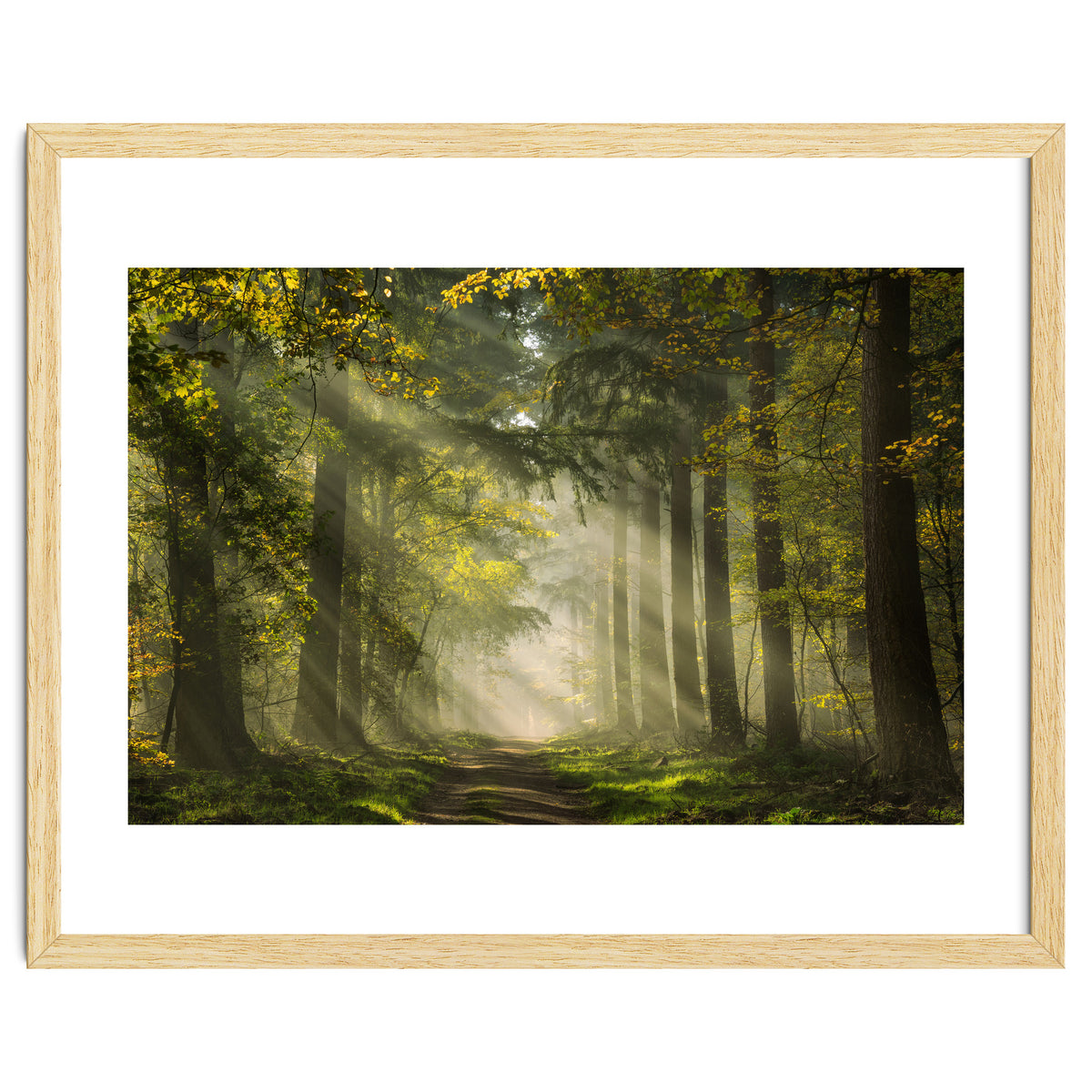 Sunrays in a Dutch forest