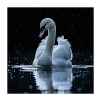 Majestic Swan Swimming In Dark Water (Print Only)