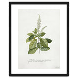Georg Dionysius Ehret – Cinnamomum Illustration (1708–1770) thumbnail