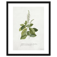 Georg Dionysius Ehret – Cinnamomum Illustration (1708–1770)