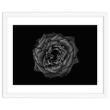Backyard Flowers In Black And White No 110 thumbnail