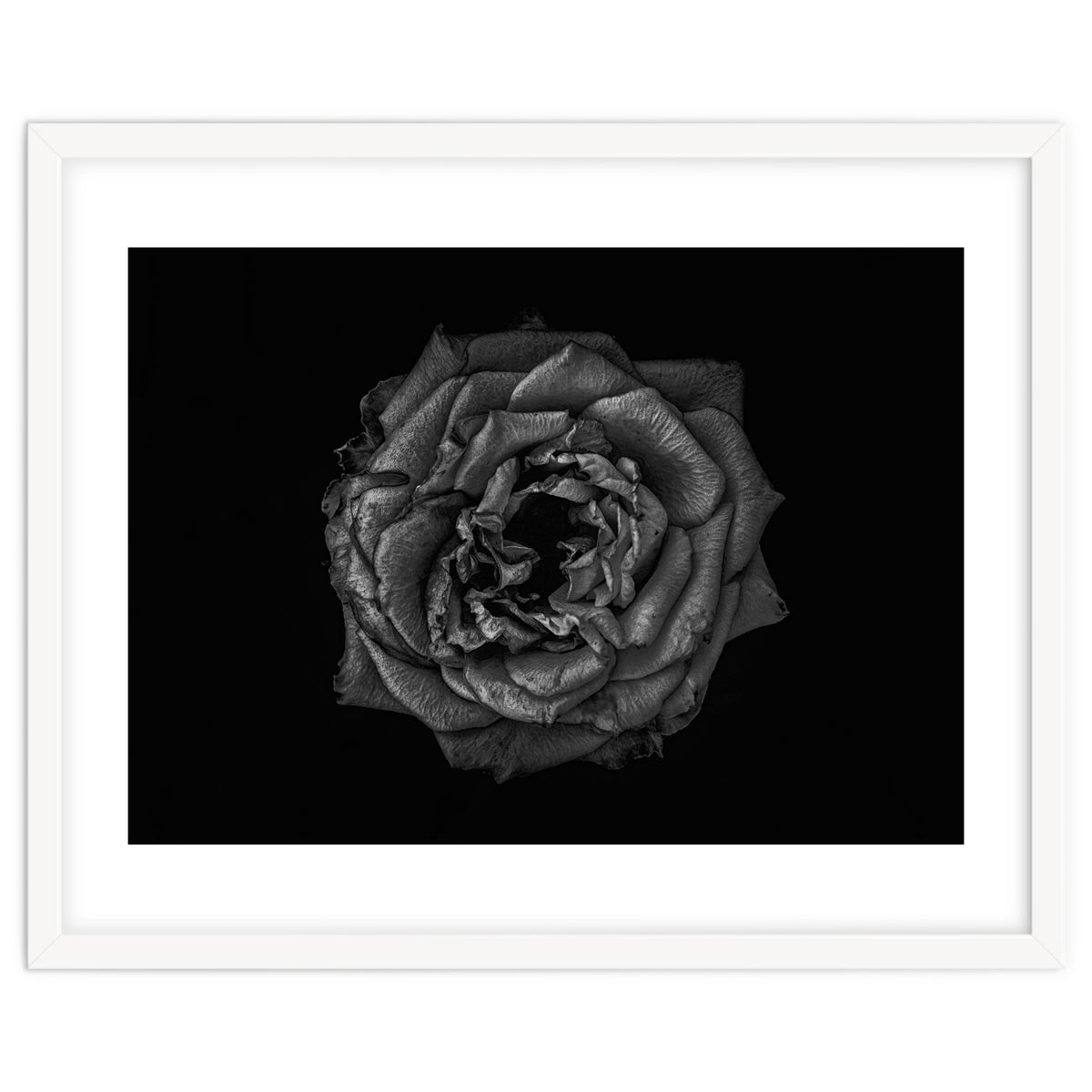 Backyard Flowers In Black And White No 110