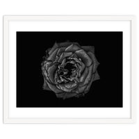 Backyard Flowers In Black And White No 110