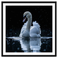 Majestic Swan Swimming In Dark Water