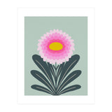 Chrysanthemum - turquoise and pink (Print Only) thumbnail