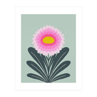 Chrysanthemum - turquoise and pink (Print Only)