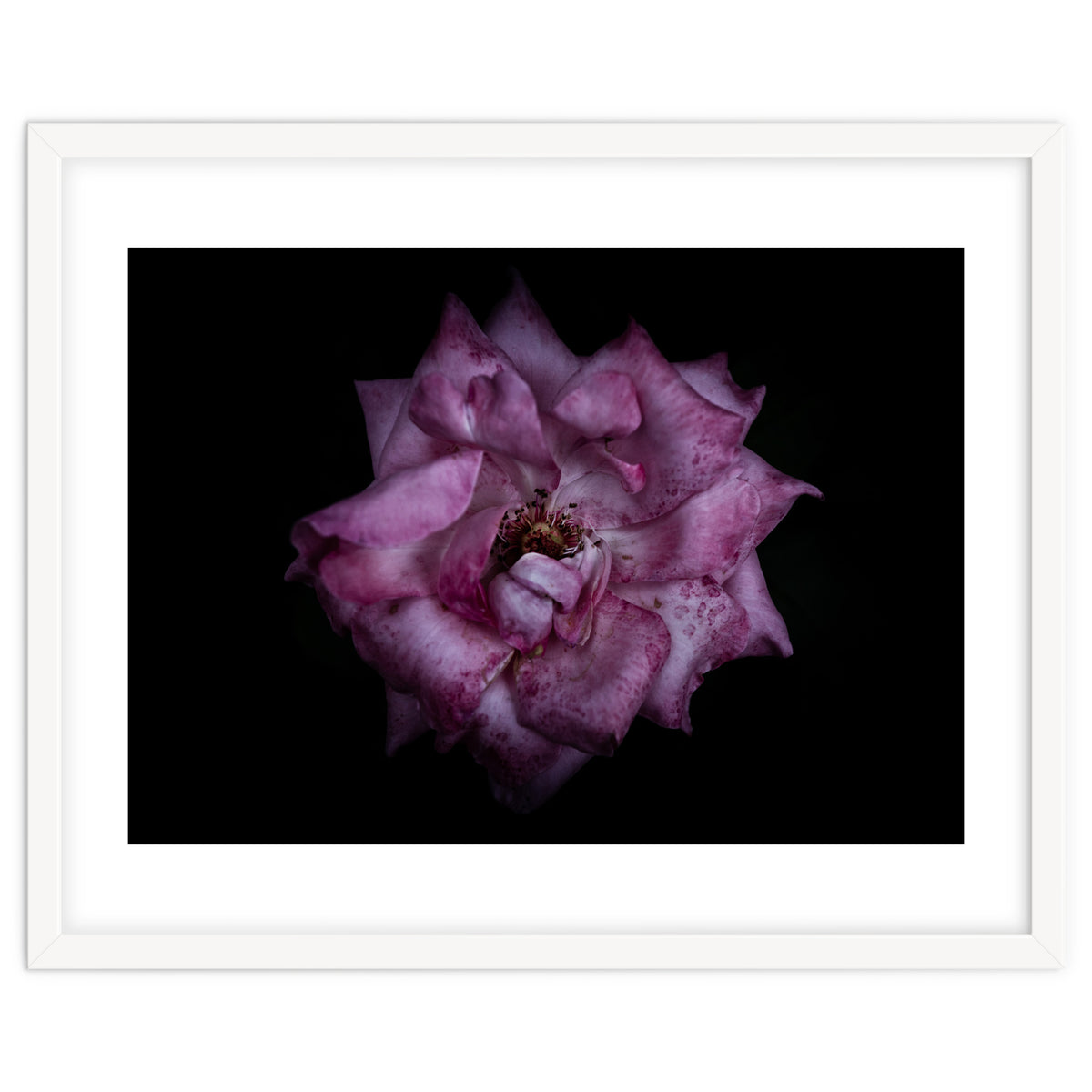 Backyard Flowers No 111 Color Version