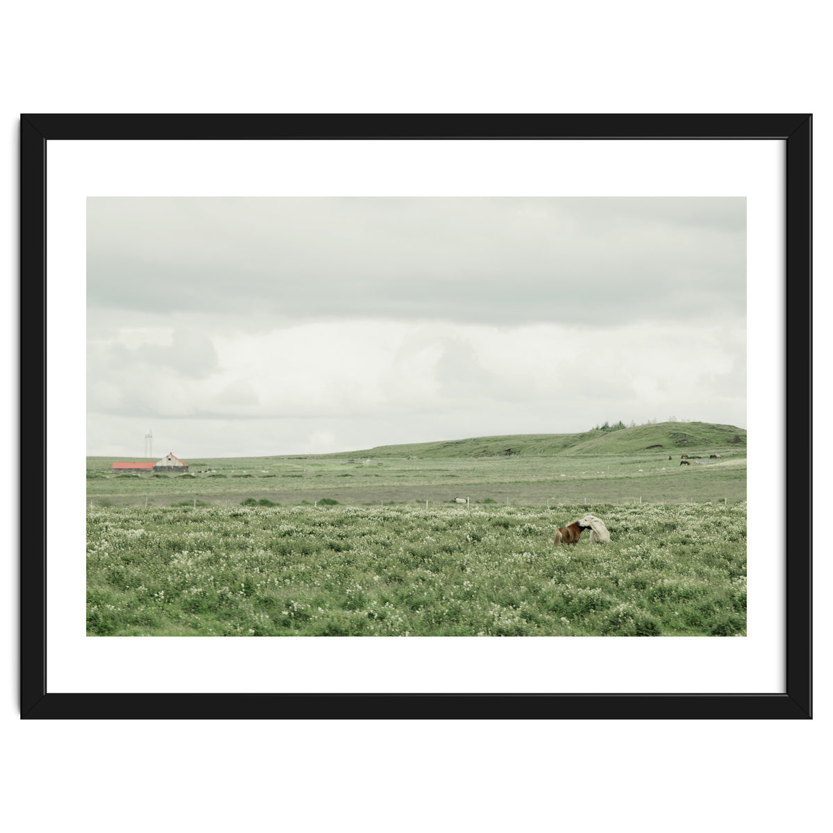 Horses in the middle of the green field - Iceland