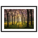 Blooming cherry trees in soft morning light thumbnail