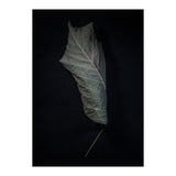 Leaves No 3 Color Version (Print Only) thumbnail