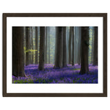 Bluebell forest thumbnail