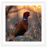 Pheasant Bird Standing On Rock Sunrise Light thumbnail