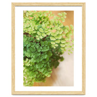 Maidenhair Queen