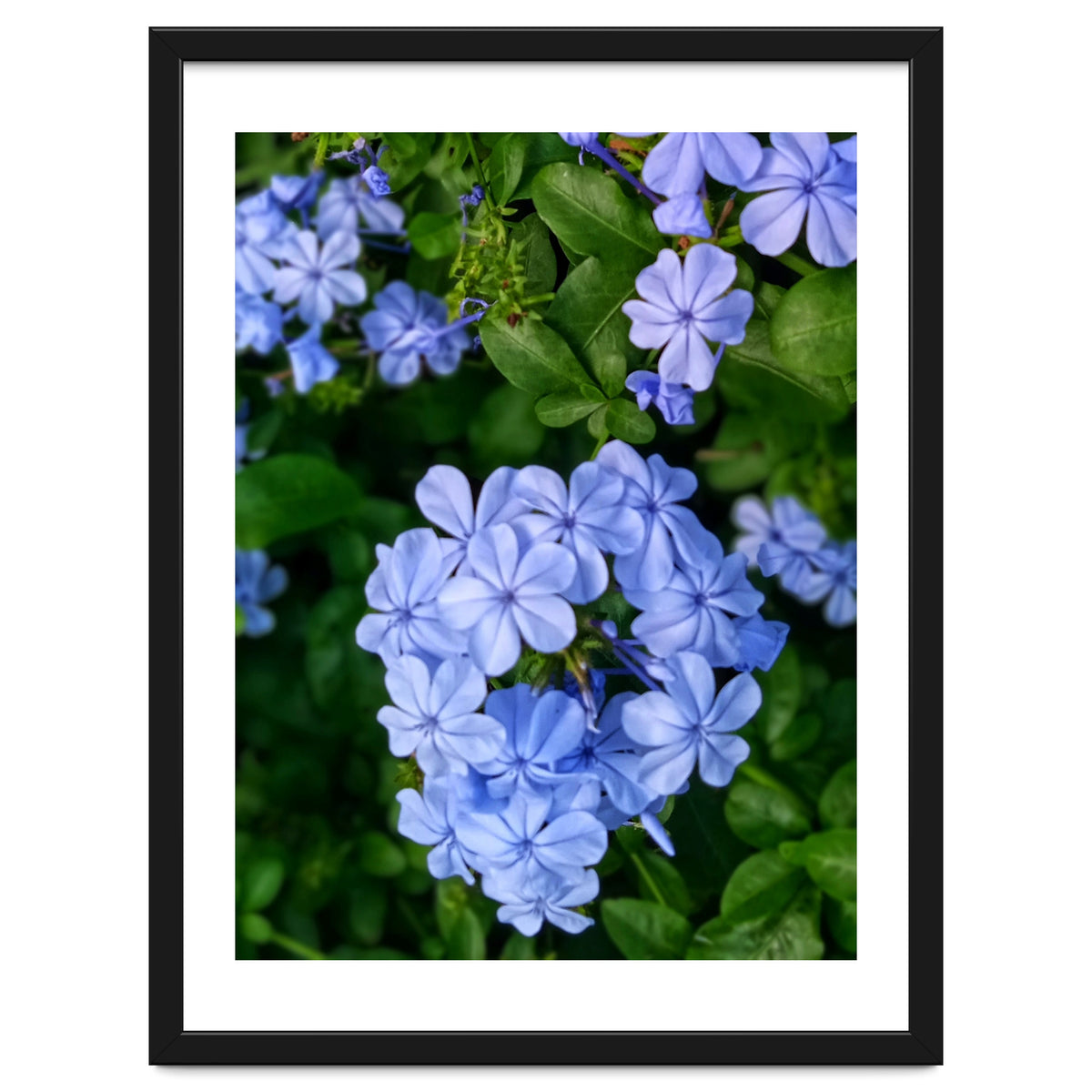 Blue Plambago Flowers